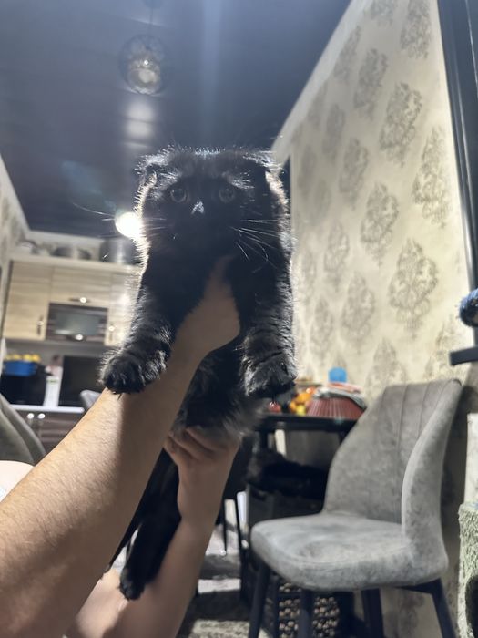 Фолд Хайленд Мальчик Пушистый Скотиш фолд