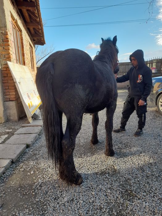 Vând mânz de unu an și jumătate greu cu acte