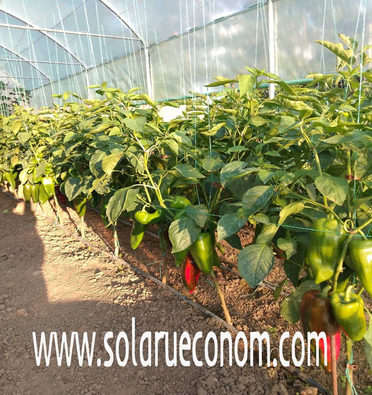 Structura metalica pentru solar(sera)  - 6x8m(48 mp) – 2876 lei