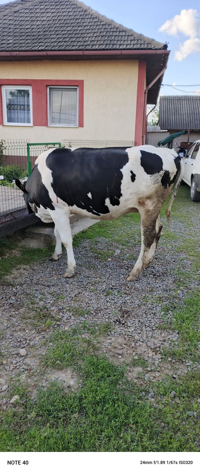 Vaca , jurinca gestanta luna a 8