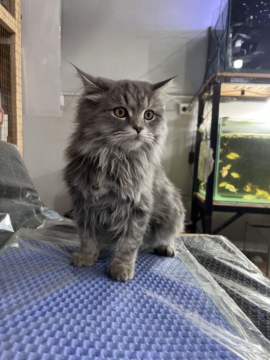 Мушук сотилади тоза зотли