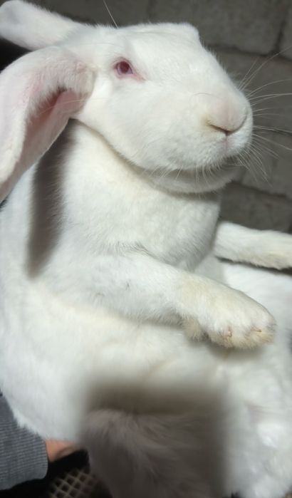 Продаётся крольчиха великан