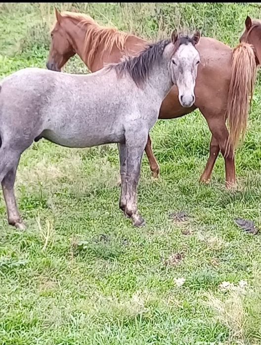 1 год можно на согым