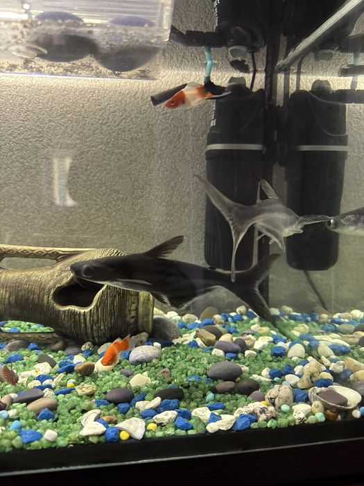 Продам пангасиус (акулий сом) 2 шт