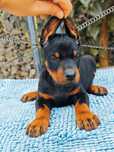 Pui Doberman cu pedigree