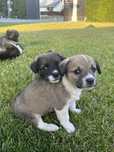 Catelusi spre adoptie