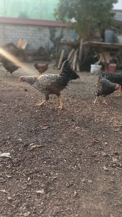 Продаю молодых кур, 3 месяца