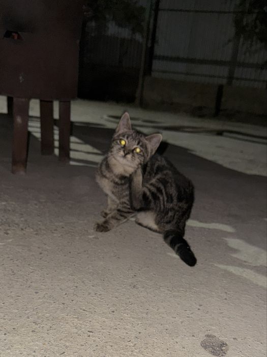 Кошечка в добрые руки