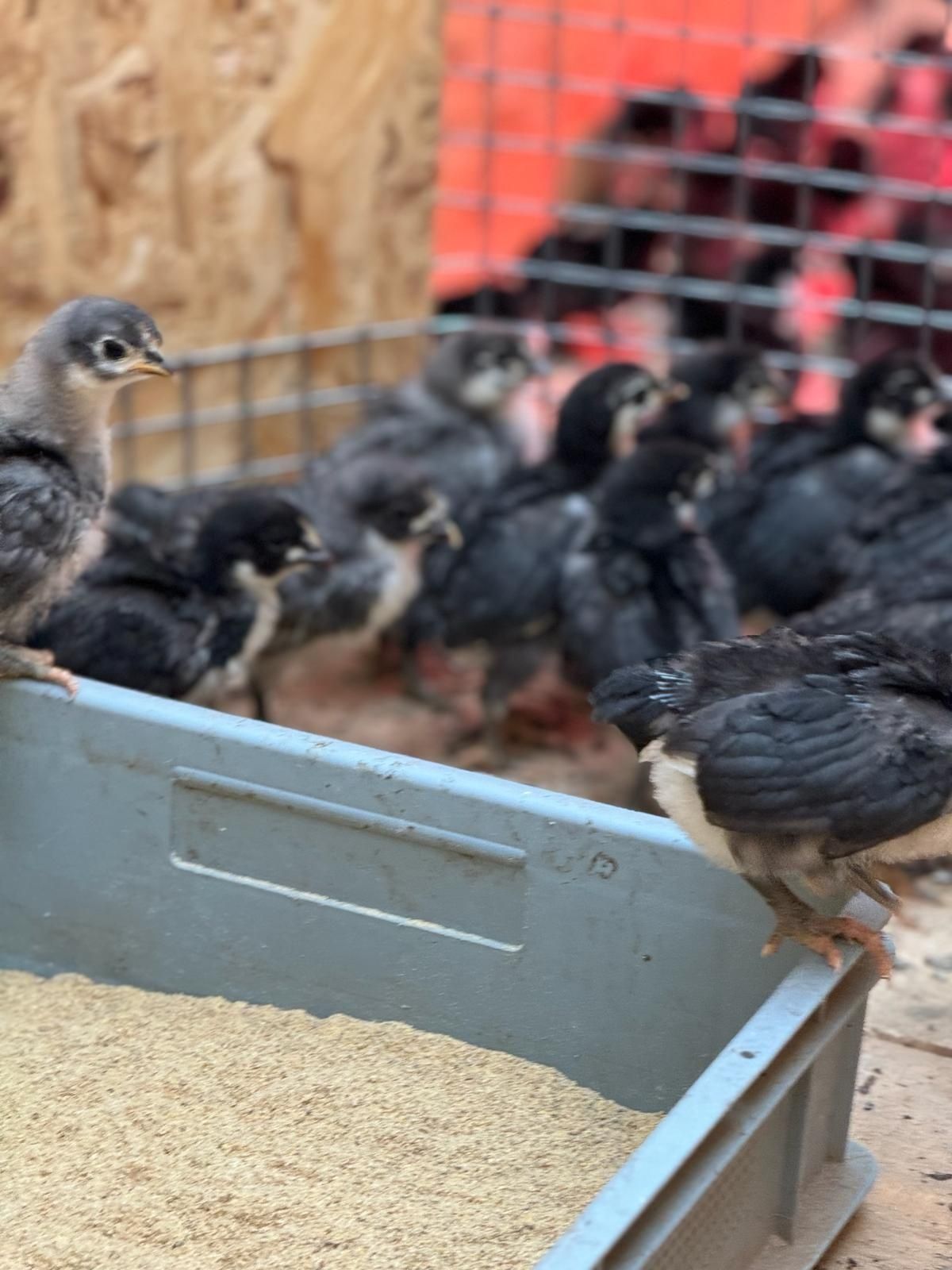 Vând pui din rasa de gaini Australorp Albastru si Negru