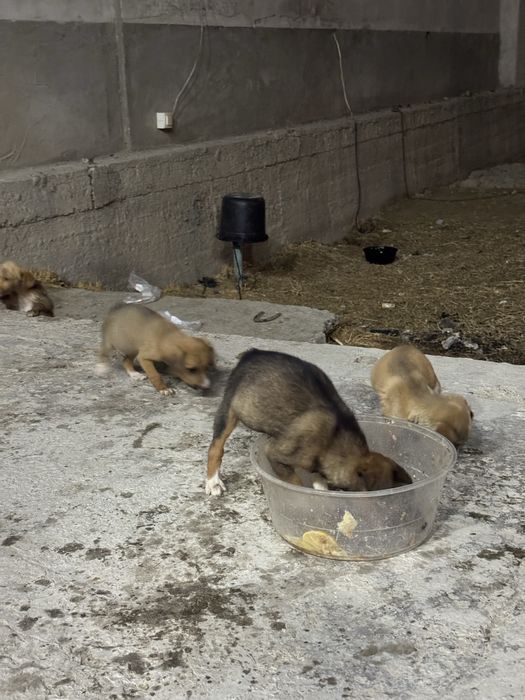 Курцхаар боллари