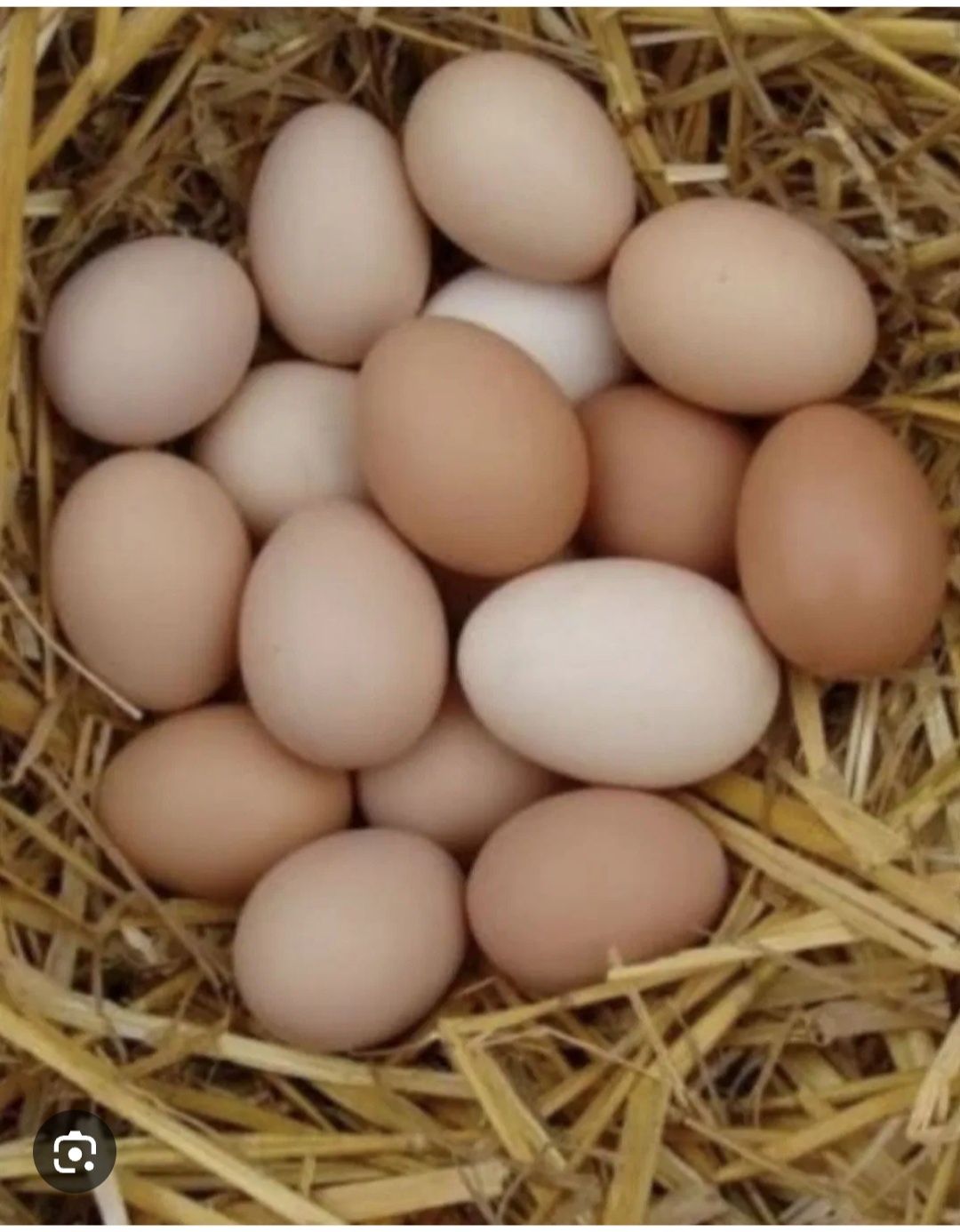 Домашнее яйцо в Шымкенте . Очень вкусное