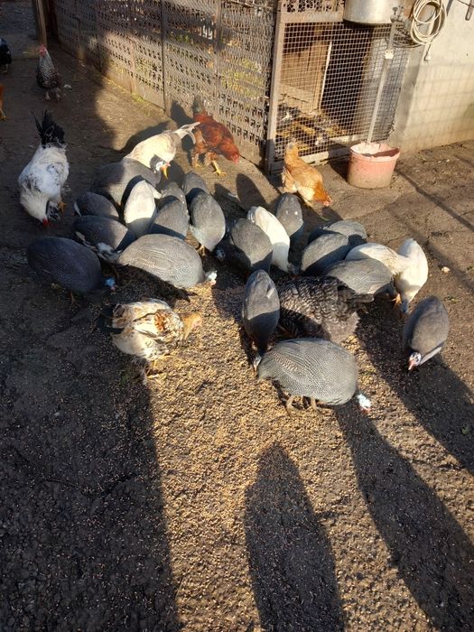 Vand bibilici tinere