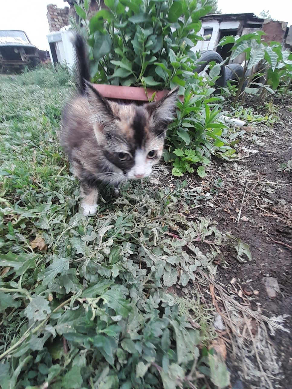Котята игривые приучены к лотку