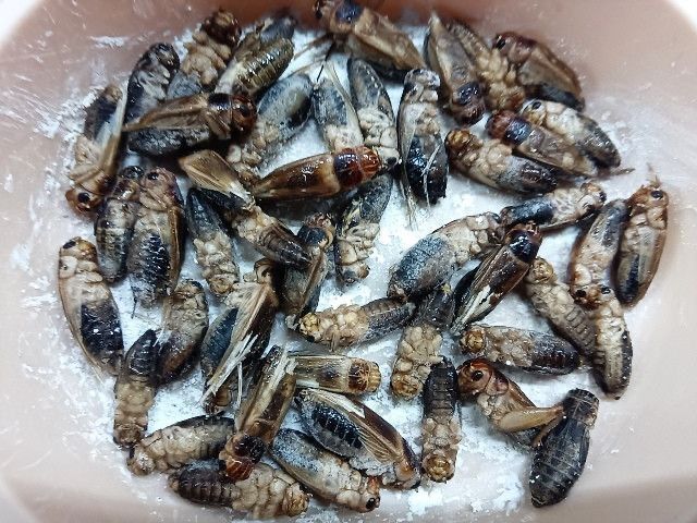 Замороженные сверчки