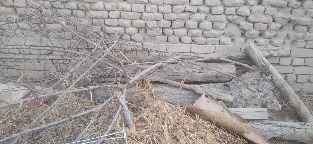 Тахтала одинлик олма касилган, арик касилган