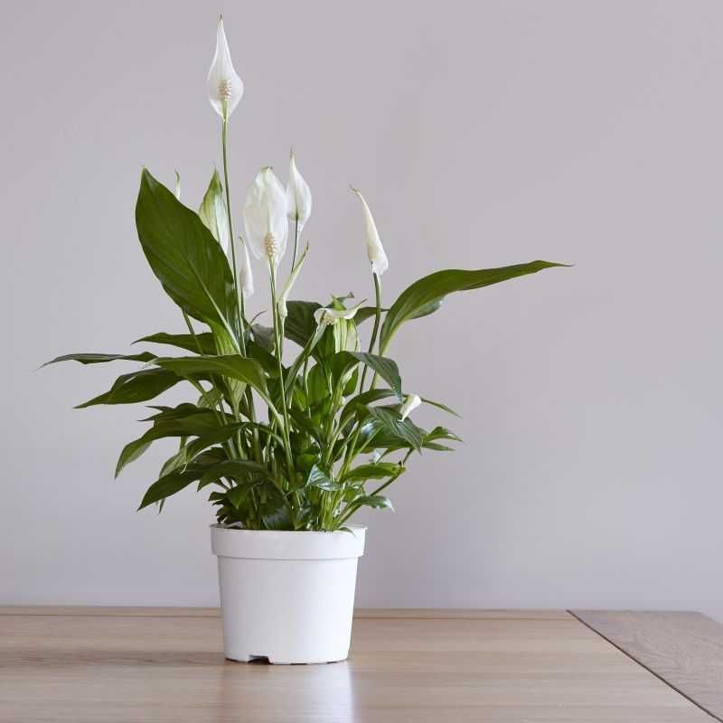 Комнатное растение - (Spathiphyllum ) - Голландский Спатифилум
