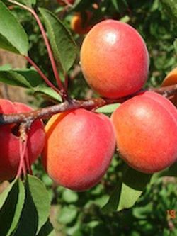 Cais (Soiul Orange Red  )
