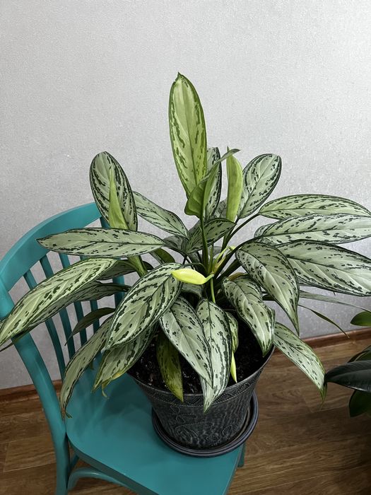 Продам комнатное растение Аглаонема