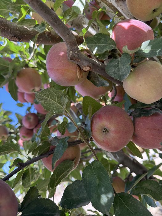 Pomi fructiferi mari !!