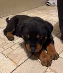 Pui de rottweiller