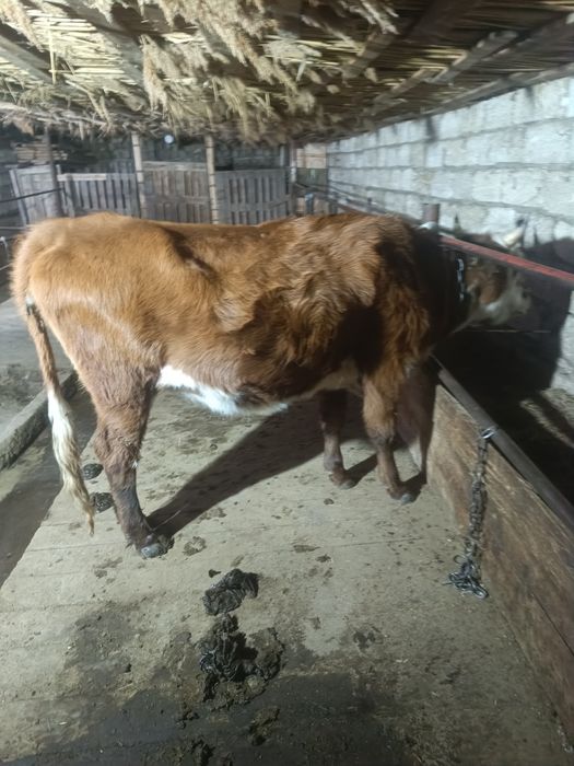 Жугирмек кашар семиз