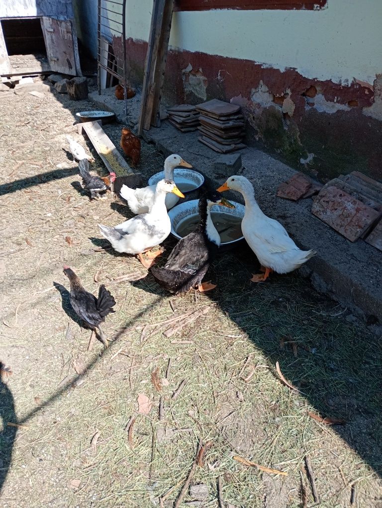 Rațe de vînzare scoase din 23 aprilie