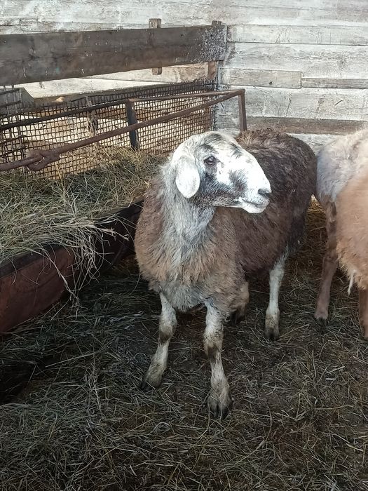 Продам барана на племя