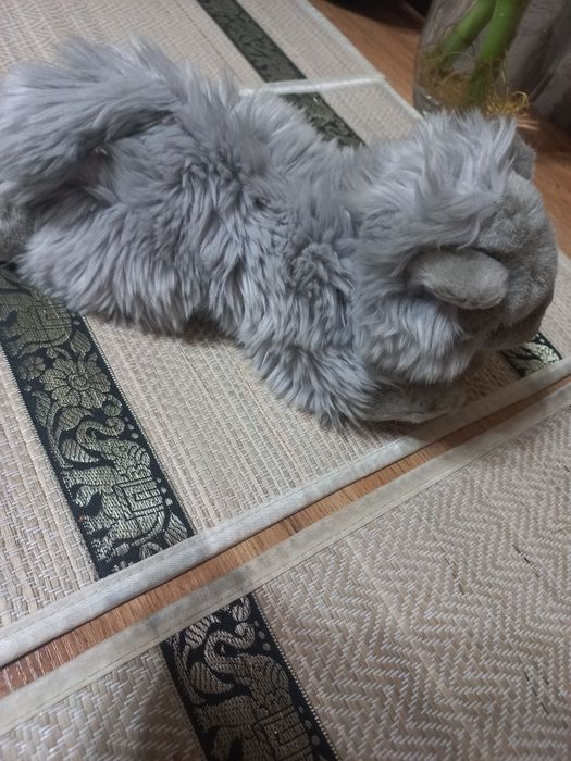 Продам кошечку  привозная