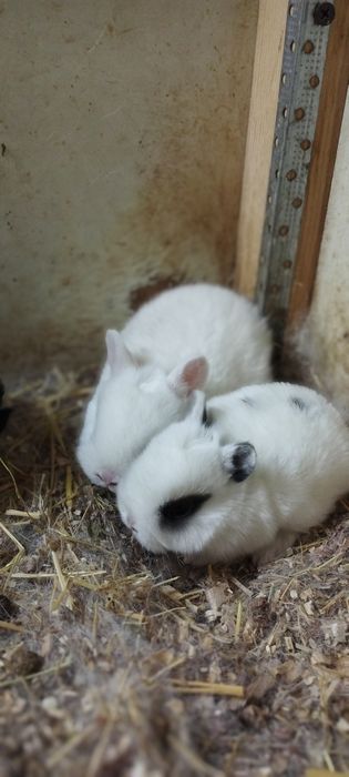 Mitti karlik quyonchala sotuvda 100 mindan