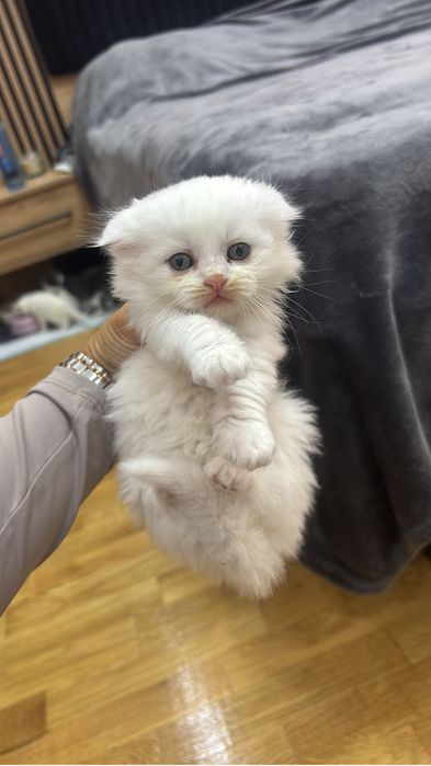 British shorthair&longhair