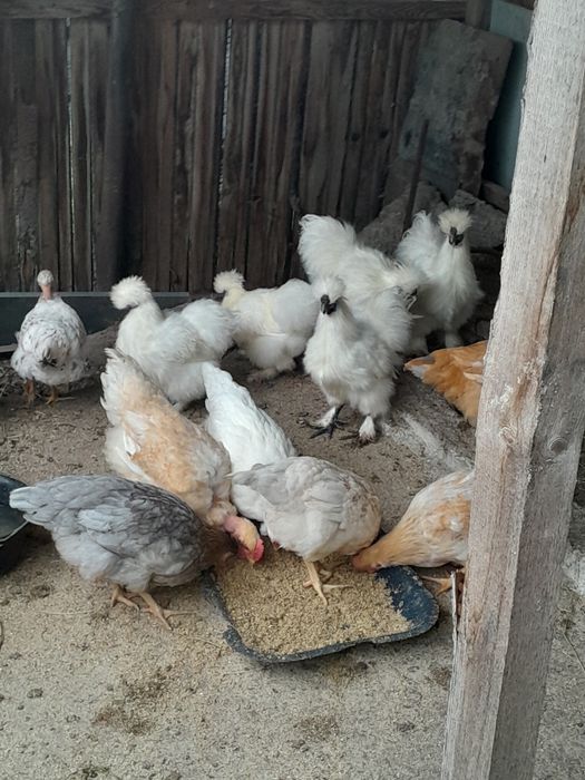 Găini și pui de vânzare.