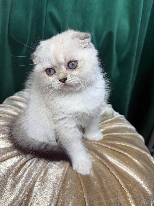 Băiețel Scottish Fold Shorthair