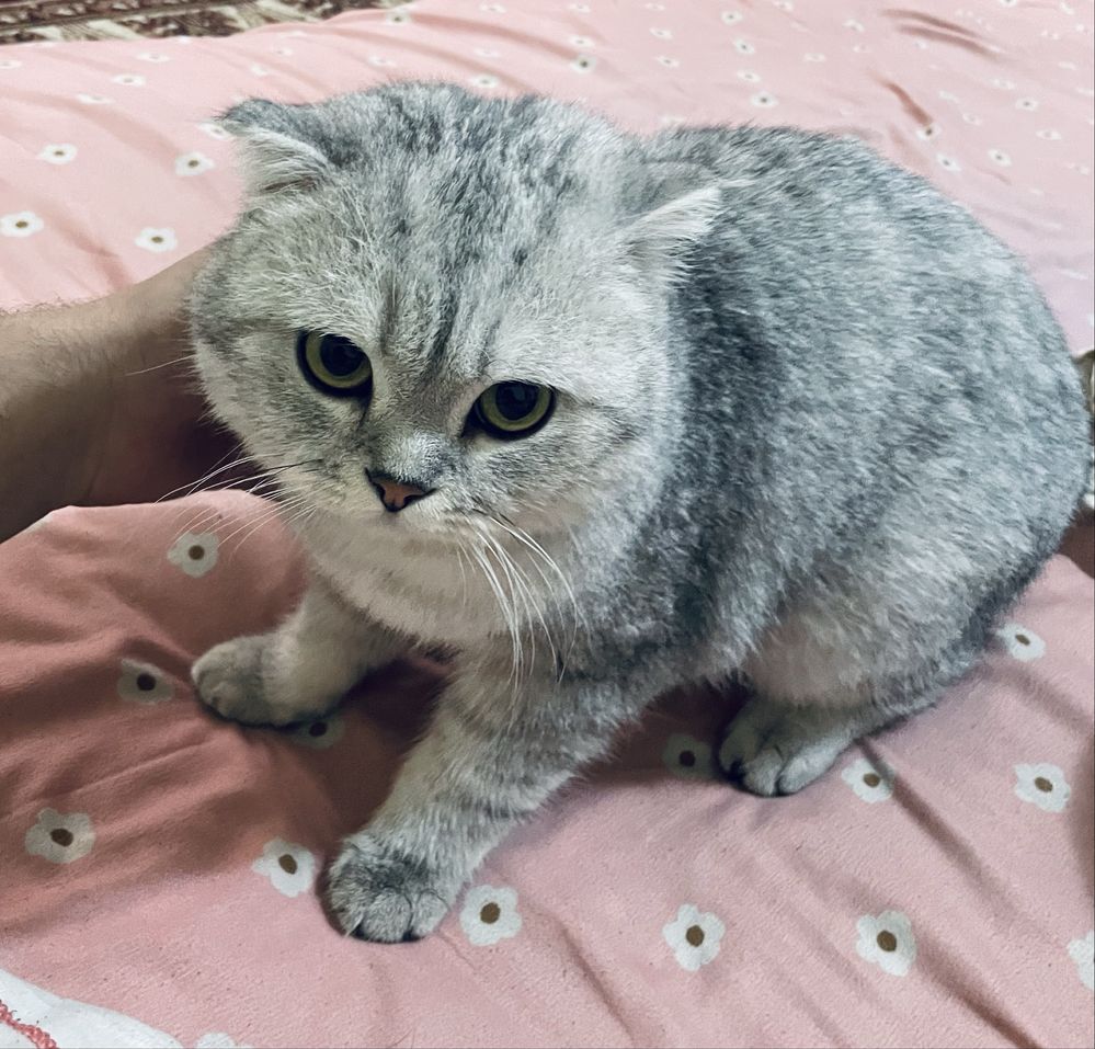 Скоттиш фолд Вяскага