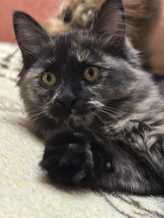 Отдам даром в любящие руки