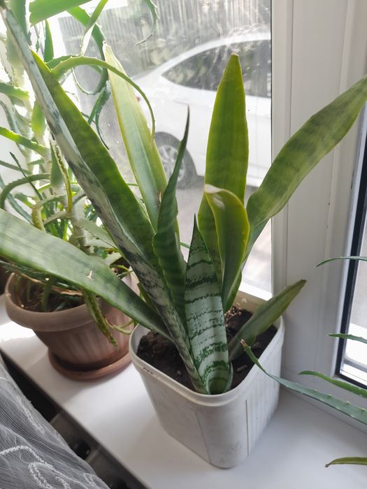 Продам цветок для дома