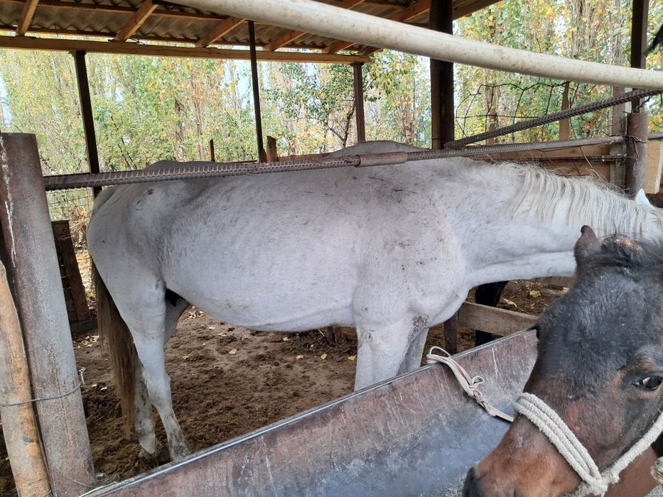 Құлынды бие сатылады, 1.2л сүті бар