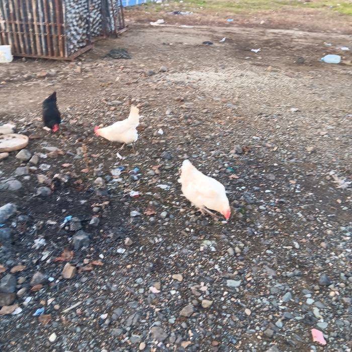 Gaini La Bresse de vanzare