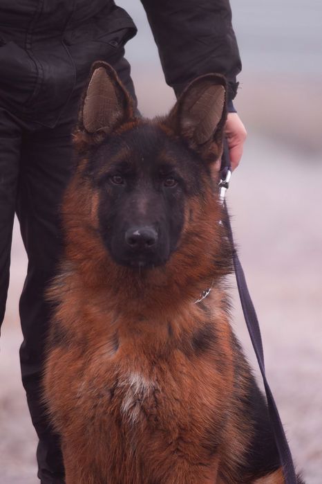 Немецкая овчарка
