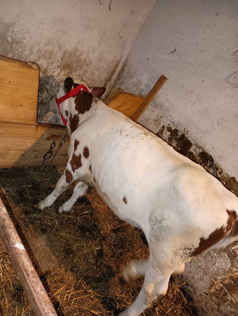 De vânzare vițică de 4 luni