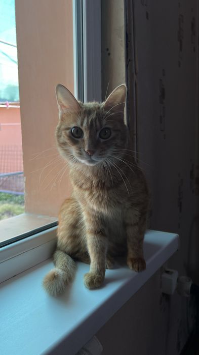 Продаю кошечку девочку