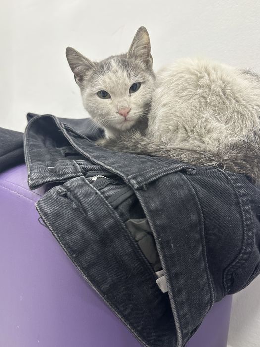 Очень ласковая добрая киса