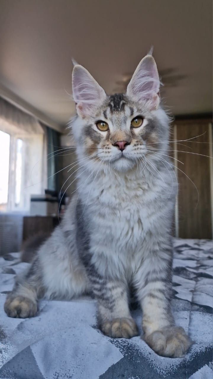 Котёнок Мейн-Кун.