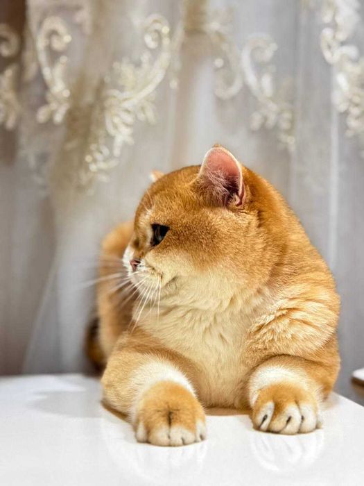 Вязка кошак Mushuk chatishtirish