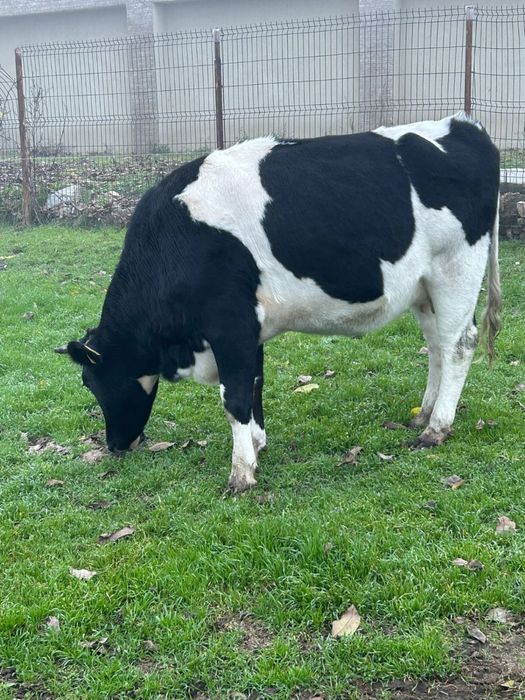 Vând vițea gestanta în 5 luni