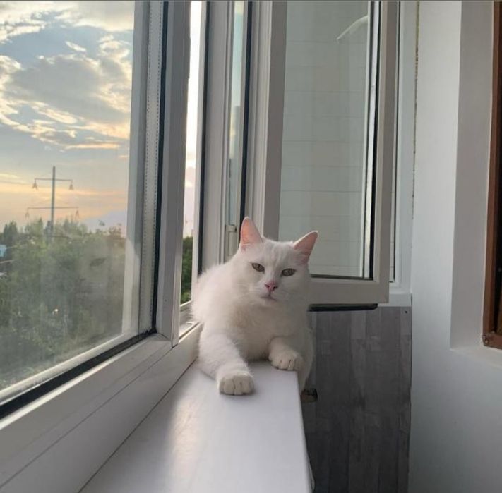 Отдам кота  в ответственные  руки
