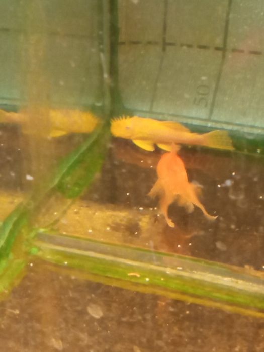 Продаются золотые рыбки