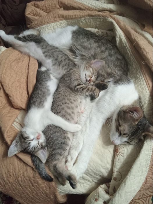 Отдам котят хорошенькие