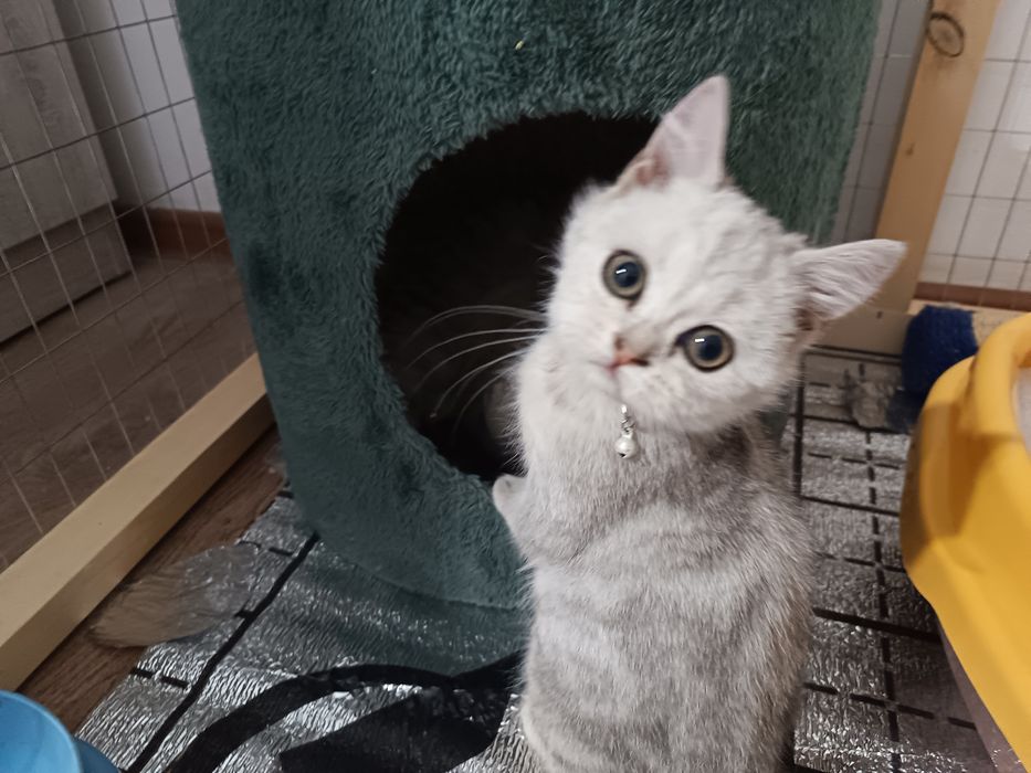 Slever shinshila mushuk.Серебристая шиншилла