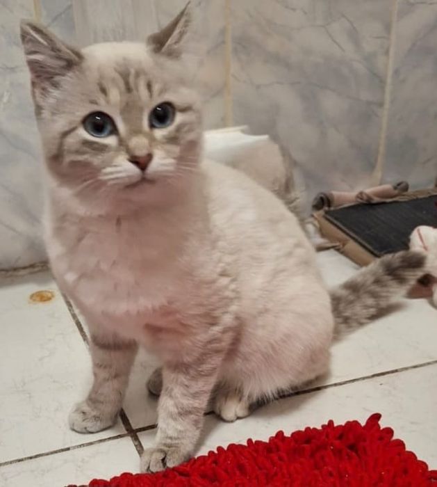 Отдам котенка 4 месяцев