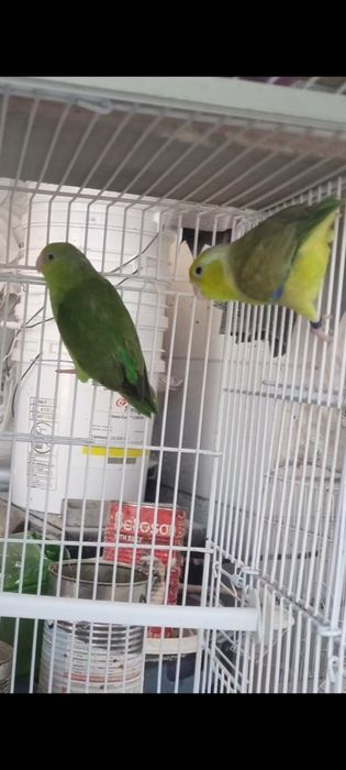 Papagal 2 pereche Forpus